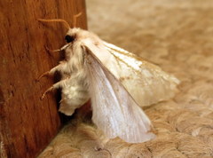 Bombycomorpha