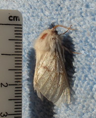 Bombycomorpha