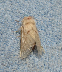 Bombycomorpha