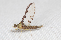 Callibaetis pretiosus