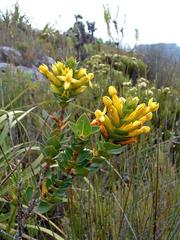 Endonema lateriflora
