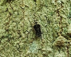Catonia nava