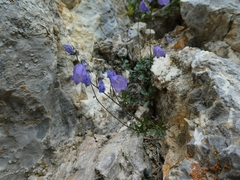 Campanula cespitosa