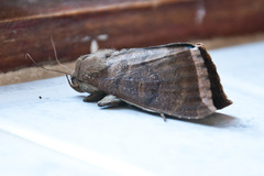 Achaea finita
