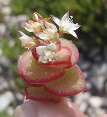 Crassula pellucida marginalis