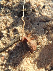 Oxalis hirta tubiflora