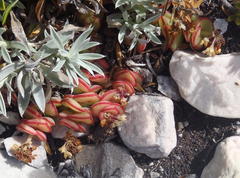 Crassula pellucida marginalis