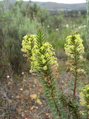 Struthiola mundii