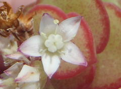 Crassula pellucida marginalis