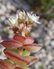 Crassula pellucida marginalis