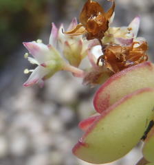 Crassula pellucida marginalis