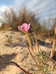 Oxalis hirta tubiflora