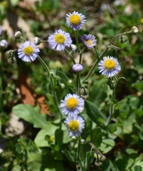 Erigeron quercifolius