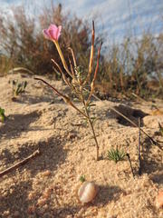 Oxalis hirta tubiflora