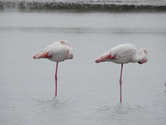 Phoenicopterus roseus