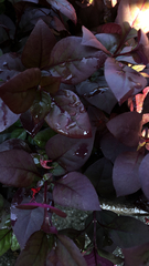 Iresine diffusa herbstii