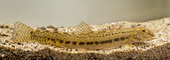 Volturno Spined Loach photo 2