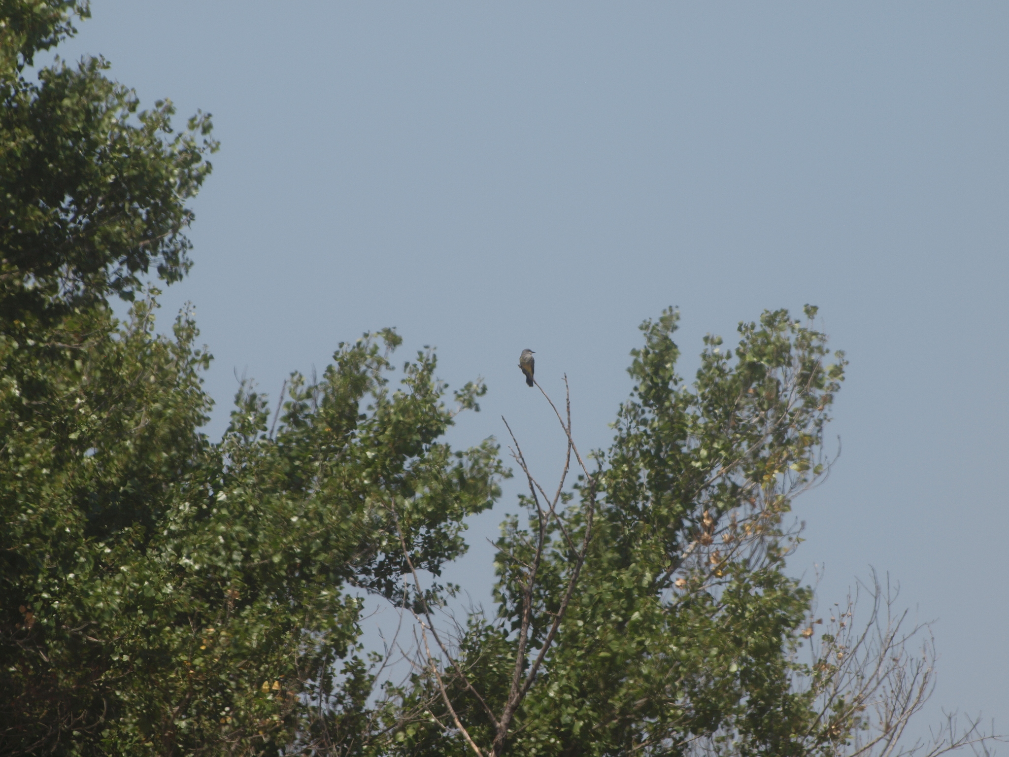 Cassin's Kingbird (Tyrannus vociferans)