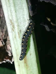 Tenthredo mandibularis