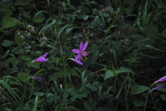 Hesperantha baurii