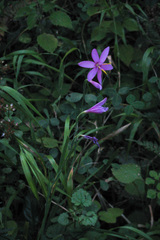 Hesperantha baurii