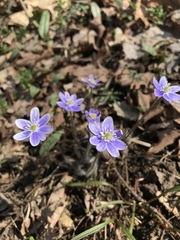 Hepatica acutiloba