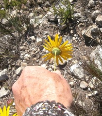 Euryops hebecarpus