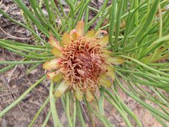 Protea angustata