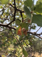 Cynips multipunctata