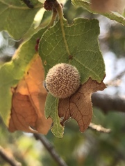 Cynips multipunctata