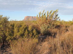 Leucadendron procerum