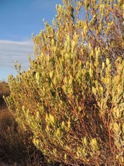 Leucadendron procerum