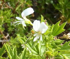 Pelargonium ribifolium