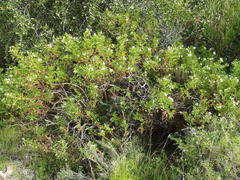 Pelargonium ribifolium