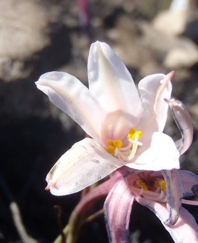 Cyrtanthus debilis