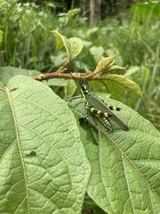 Chromacris psittacus