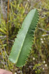 Alepidea capensis capensis