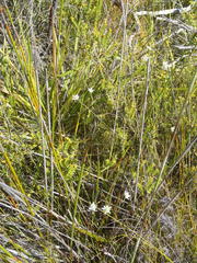 Alepidea capensis capensis