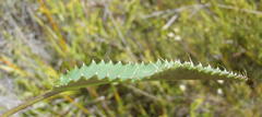 Alepidea capensis capensis