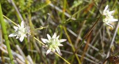 Alepidea capensis capensis