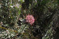 Leucospermum wittebergense