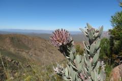 Leucospermum wittebergense