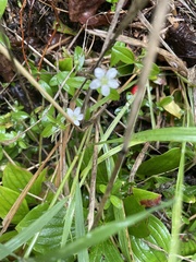 Lysimachia europaea