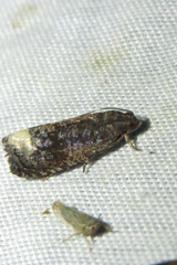 Ecdytolopha nigrita