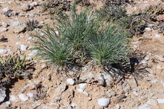 Gethyllis grandiflora