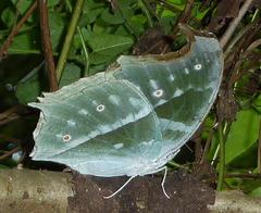 Protogoniomorpha parhassus