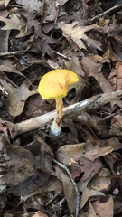 Aureoboletus betula