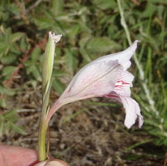 Gladiolus roseovenosus