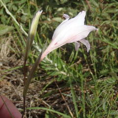 Gladiolus roseovenosus