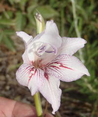 Gladiolus roseovenosus